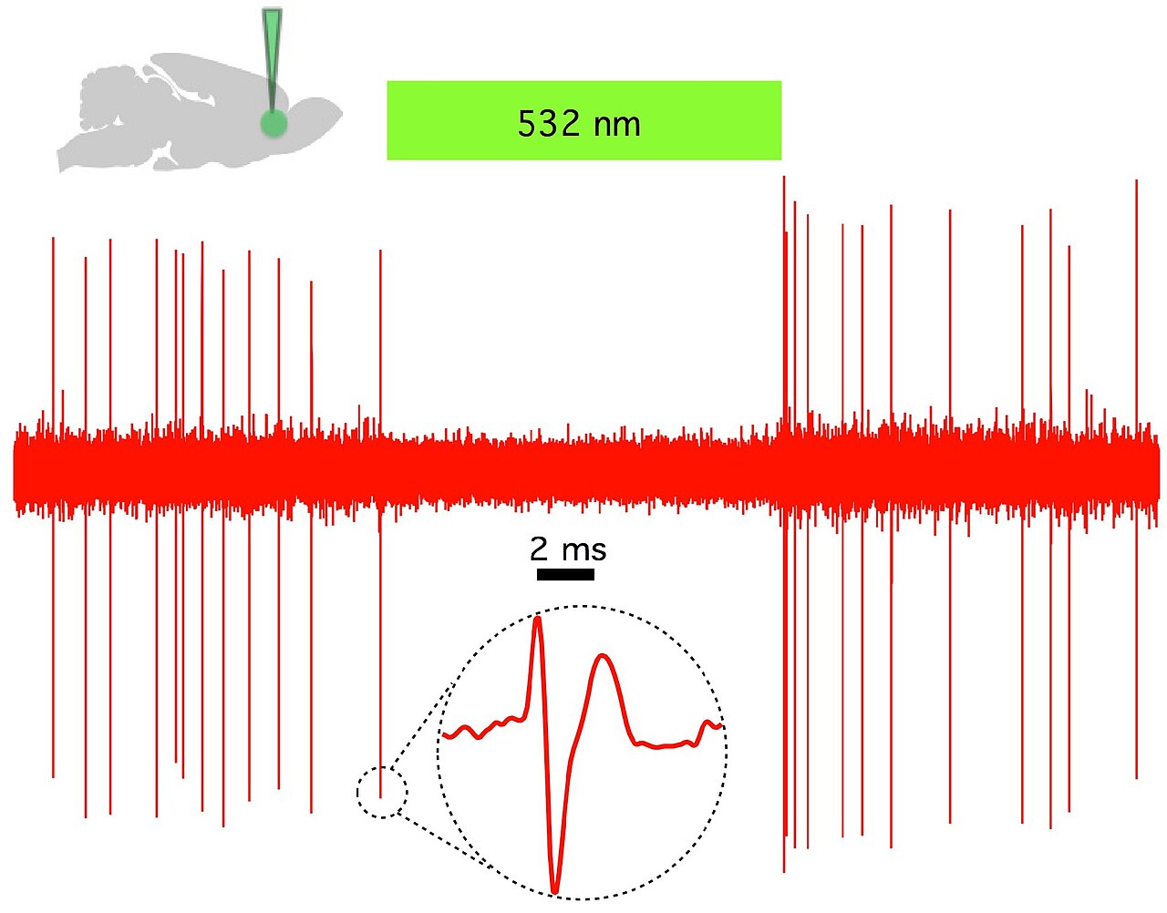 Halorhodopsin (NpHR) silences spontaneous cortical activity in vivo under 532 nm light.