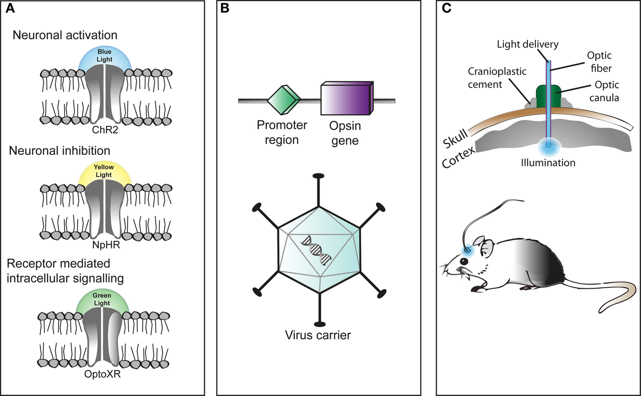 Diagram illustrating the key components of optogenetics: light-sensitive opsins, viral delivery, and optical stimulation.