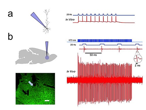 Schematic and recordings of channelrhodopsin-2 (ChR2) inducing blue light-driven neuronal activity.